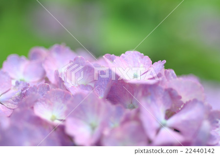 Hydrangea image up pictures Hydrangea image up pictures 22440142