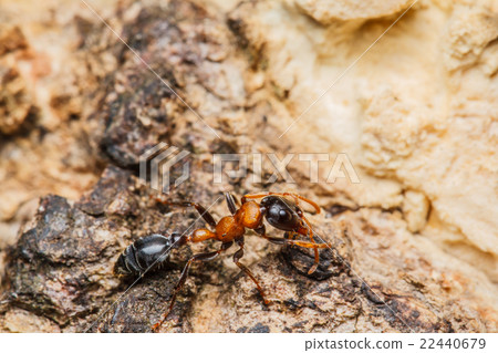 Black worker ants Black worker ants 22440679