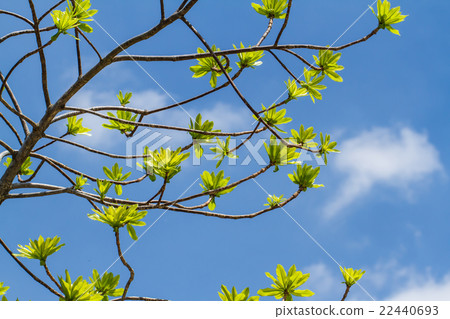 First leaves on tree in spring First leaves on tree in spring 22440693
