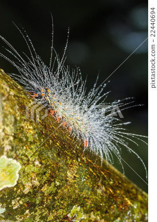 hairy caterpillars hairy caterpillars 22440694