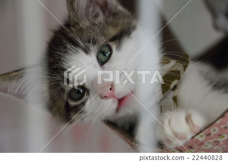 A kitten A kitten 22440828