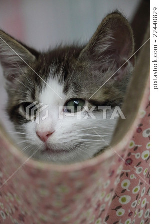 A kitten A kitten 22440829