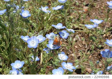 Rurikarakusa Rurikarakusa 22440986
