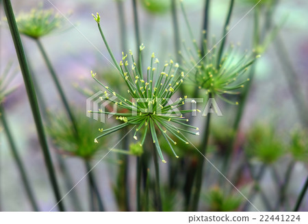 Decorative Papyrus plant Decorative Papyrus plant 22441224