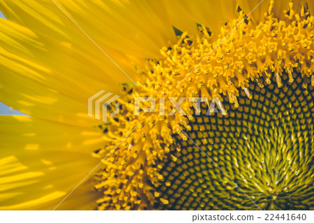 Select focus Pollen of Sunflower. Select focus Pollen of Sunflower. 22441640