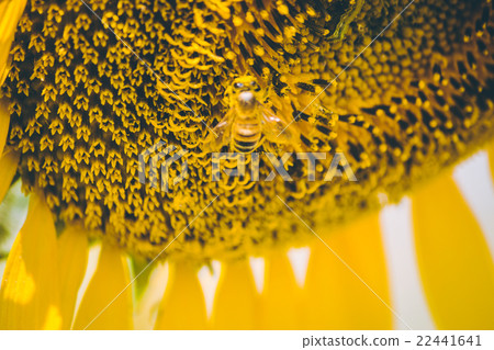 Select focus Pollen of Sunflower. Select focus Pollen of Sunflower. 22441641