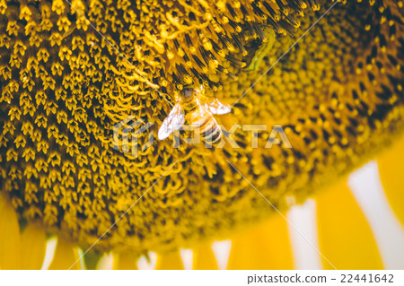 Select focus Pollen of Sunflower. Select focus Pollen of Sunflower. 22441642
