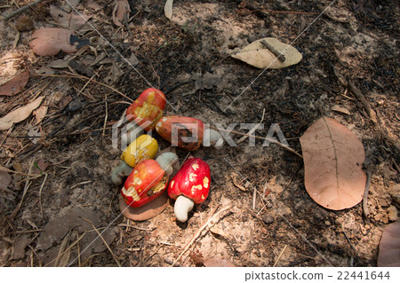 Red Cashew nuts harvest and collect all on soil 22441644