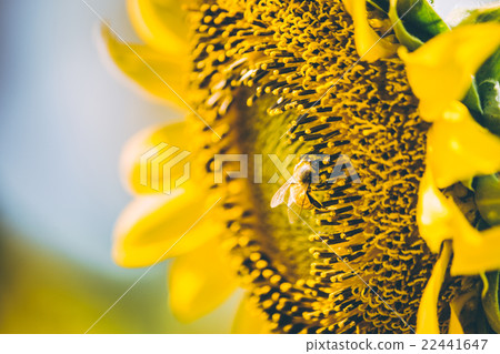 Select focus Pollen of Sunflower. 22441647
