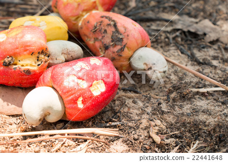Red Cashew nuts harvest and collect all on soil 22441648