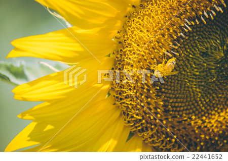 Select focus Pollen of Sunflower. 22441652