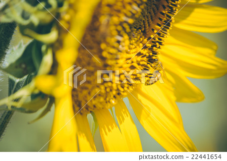 Select focus Pollen of Sunflower. 22441654