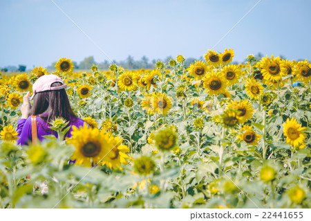 Girl is traveling in Sunflower farm. 22441655
