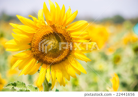 Sunflowers is blooming in farm, Saraburi, Thailand Sunflowers is blooming in farm, Saraburi, Thailand 22441656