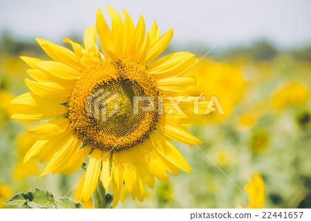 Sunflowers is blooming in farm Saraburi, Thailand 22441657