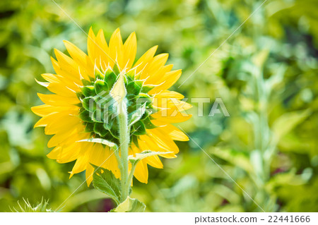 Sunflowers is blooming in farm Saraburi, Thailand 22441666