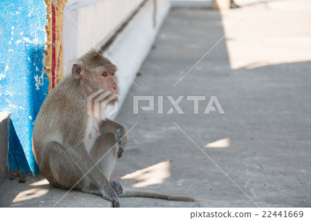 monkey is sitting in temple monkey is sitting in temple 22441669