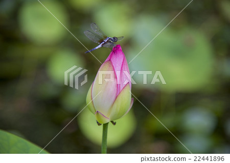 蓮花上的蜻蜓 蓮花上的蜻蜓 22441896