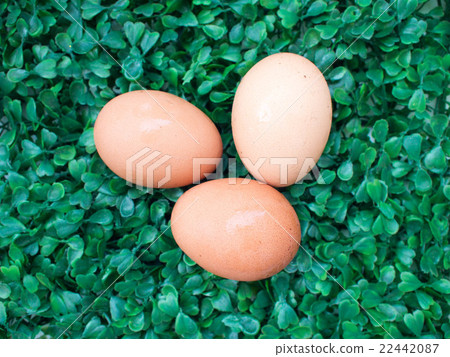 eggs on green grass, easter eggs, 3 eggs on green eggs on green grass, easter eggs, 3 eggs on green 22442087
