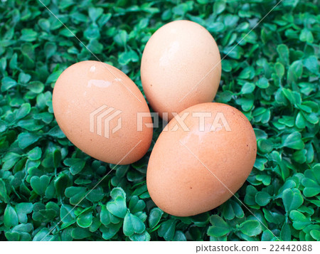 eggs on green grass, easter eggs, 3 eggs on green  22442088