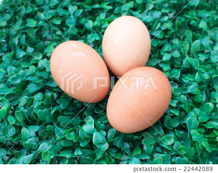 eggs on green grass, easter eggs, 3 eggs on green eggs on green grass, easter eggs, 3 eggs on green 22442089