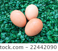 eggs on green grass, easter eggs, 3 eggs on green  22442090