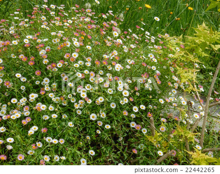 Hanno's herb garden Hanno's herb garden 22442265