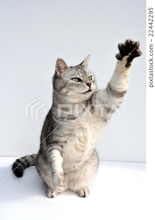 Expanding the meat ball of the left hand, the upper body standing up, with the left foreleg, the cat of Sabatra trying to grip 22442295
