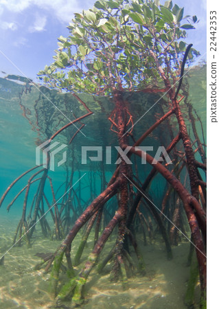 西表島的紅樹林 22442353