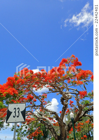 Phoenix tree (flame tree) Saipan 22442401