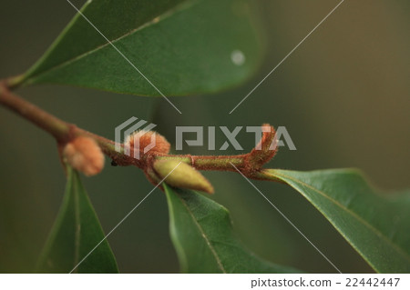 Natural plant Karatane Ogatama, Evergreen tree of Magnolia family. This is the winter bud of the leaf bud at the end of January Natural plant Karatane Ogatama, Evergreen tree of Magnolia family. This is the winter bud of the leaf bud at the end of January 22442447