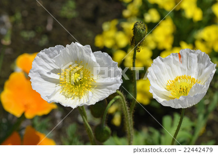 冰島罌粟 冰島罌粟 22442479