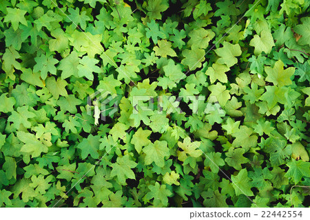fresh green creeper plant top view wallpaper fresh green creeper plant top view wallpaper 22442554