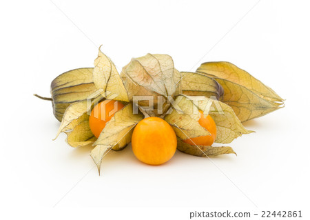 Golden Berry Cape Gooseberry(食用酸漿):Goldenberries Golden Berry Cape Gooseberry(食用酸漿):Goldenberries 22442861