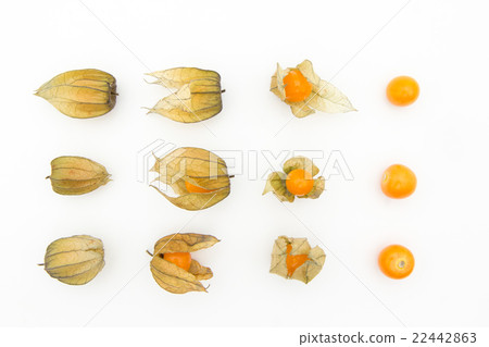 Golden Berry Cape Gooseberry（食用酸漿）：Goldenberries 22442863