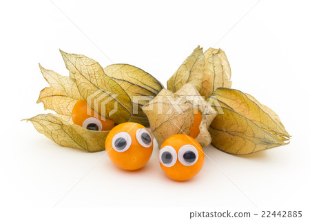 眼球海豹·金色漿果：搖晃的金色眼睛 22442885