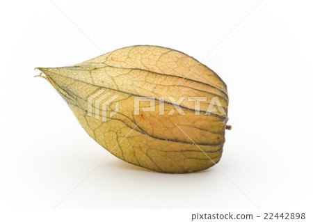 Golden Berry Cape Gooseberry (Edible Physalis): Goldenberries Golden Berry Cape Gooseberry (Edible Physalis): Goldenberries 22442898