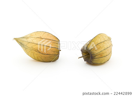 Golden Berry Cape Gooseberry（食用酸漿）：Goldenberries 22442899