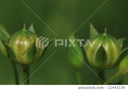 天然植物Ama,年輕的水果。亞麻籽油是由這種物種製成的 天然植物Ama,年輕的水果。亞麻籽油是由這種物種製成的 22443134