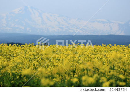 Rape flower Chokai mountain landscape Rape flower Chokai mountain landscape 22443764