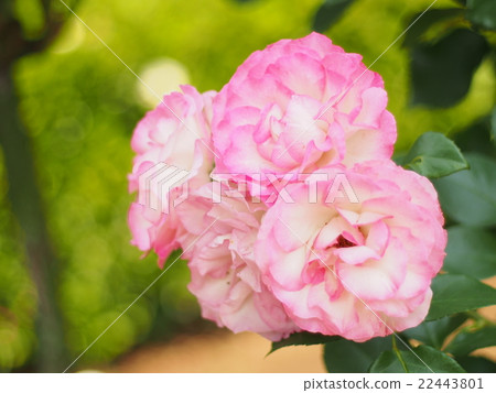 Rose of pink Rose of pink 22443801