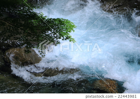 Spring Blue Momiji 22443981