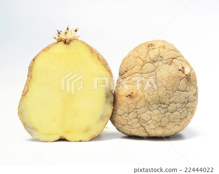 Bud potato "Kitakyari" 22444022