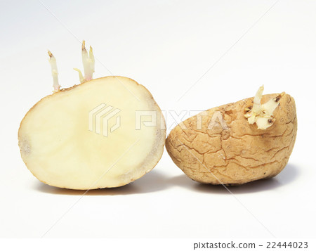 I tried cutting potatoes that got bud I tried cutting potatoes that got bud 22444023