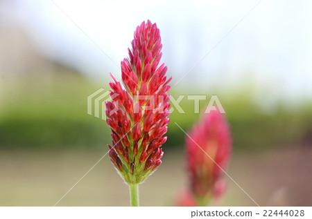 草莓蠟燭 草莓蠟燭 22444028