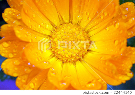 毛茛藍色和橙色和滴 22444140