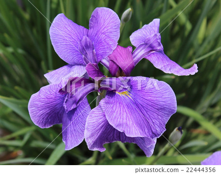 北山公園花楸部 (1) 22444356