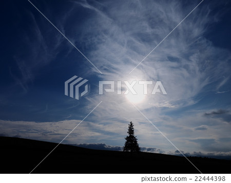 美瑛聖誕樹 22444398