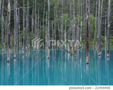 反映倒下的樹的樹的一個藍色池塘 22444400