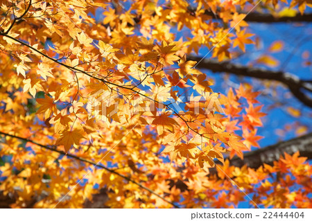 秋天的樹葉 22444404